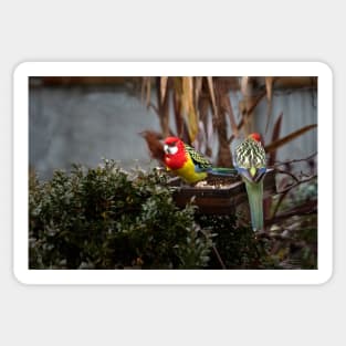 Eastern Rosella Sticker